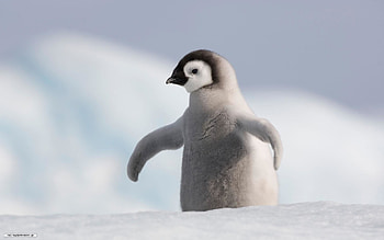 Baby Penguin HD wallpaper