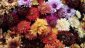 A vivid assortment of chrysanthemum flowers in full bloom, showcasing a vibrant spectrum of colors. HD wallpaper