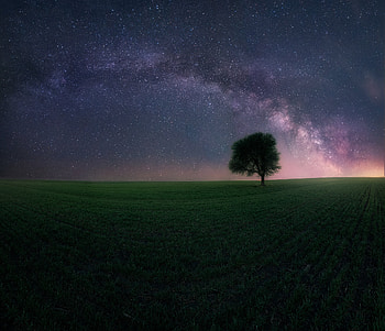 Milky Way, , Night, Field, Fisheye, Sky, Starry Sky, Tree HD wallpaper