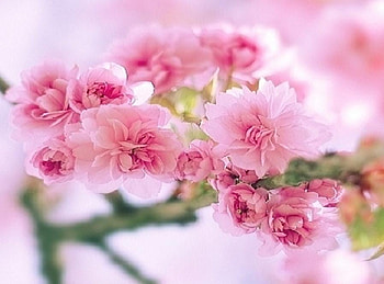 another lovely day, delecate, plants, soft, nice, pink, blossoms, nature, flowers, blooms, lovely HD wallpaper