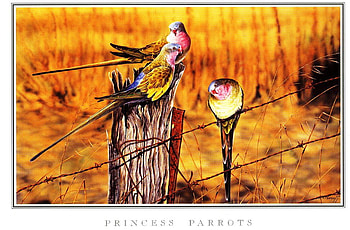 PRINCESS PARROT'S, beautiful, wire, trio, fence HD wallpaper