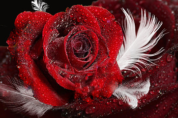 Roses & Feathers, rose, feathers, teardrops, red HD wallpaper