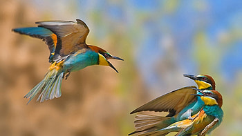 The Rival, birds, fighting, beautiful, three, rival, frightened HD wallpaper