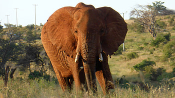 Elephants in Kenya, African wildlife, Captivating beauty, graphy inspiration HD wallpaper