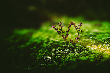 Plant, Macro, Branch, Tiny HD wallpaper