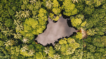Maldives, lake, trees, palm tree, aerial view HD wallpaper