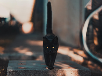 Animals, Cat, Kitty, Kitten, Stroll HD wallpaper