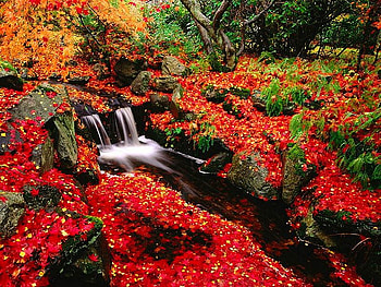 Red Leaves, cool, beauty of nature, waterfall HD wallpaper