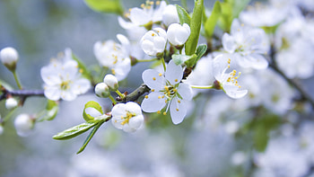 Apple tree, Nature's marvel, Scenic beauty HD wallpaper