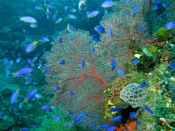 Underwater Marine Life, underwater, oceans, marine life, nature HD wallpaper