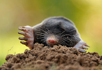 Dead moles, Mole fatalities, Mole extermination, Mole harm HD wallpaper