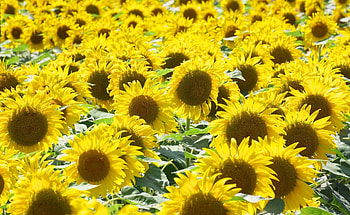 Flowers, Sunflowers, Summer, Lot, Mood, Sunny HD wallpaper