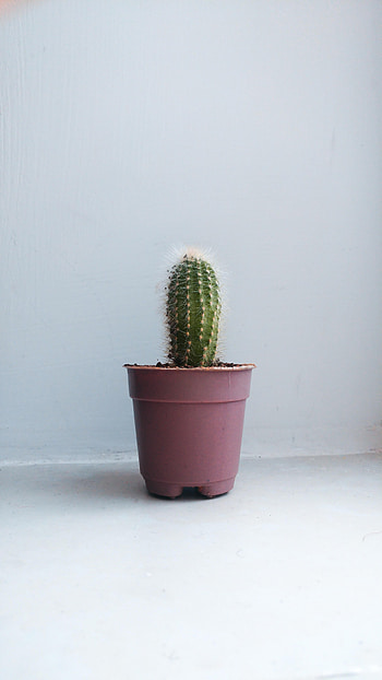 Pink, Miscellanea, Miscellaneous, Cactus, Indoor Plant, Houseplant HD phone wallpaper