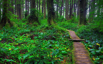 Path in the forest, woods, path, beautiful, nice, summer, pretty, green, trees, greenery, nature, flowers, lovely, forest HD wallpaper