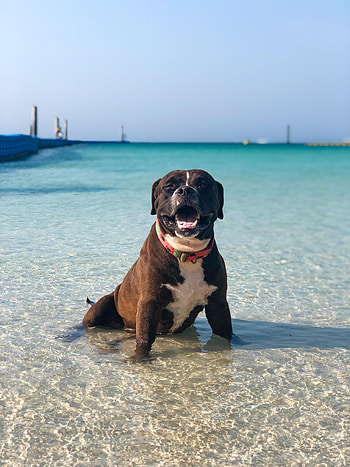 Funny, Animals, Dog, Pet, Bulldog HD phone wallpaper