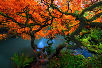 Fall Tree, Seattle, moss, garden, beautiful, ferns, lagoon, shrubs, leaves, trees, autumn HD wallpaper