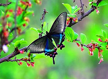 Beauty, branch, wings, white, black, grey, butterfly, turquoise, flowers HD wallpaper