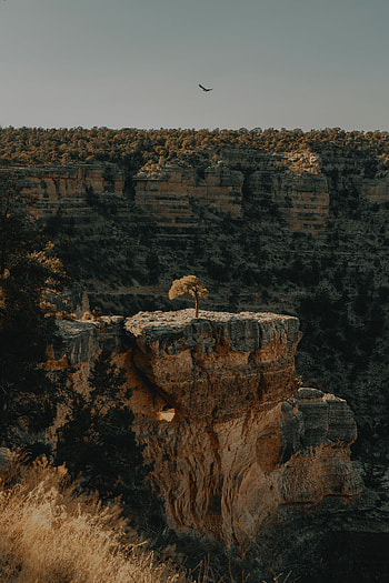 Landscape, Nature, Trees, Canyon, Rocks, Precipice, Break HD phone wallpaper