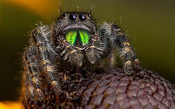 Jumping Spider, animal, spider, insect HD wallpaper