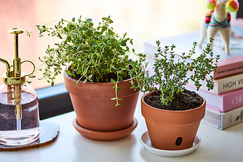 Indoor thyme plants, Apartment gardening, Fresh herbs at home, Space-saving solutions HD wallpaper