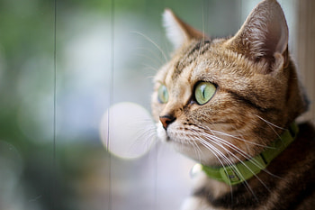 Animals, Cat, Muzzle, Sight, Opinion, Collar HD wallpaper