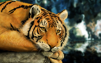Animals, Tigers HD wallpaper
