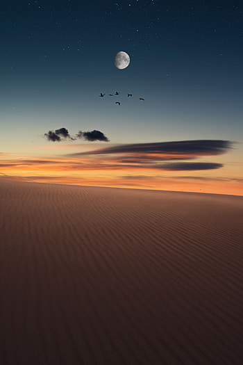 Nature, Birds, Desert, Starry Sky, Full Moon HD phone wallpaper