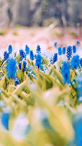 Blue Flowers, Spring HD phone wallpaper
