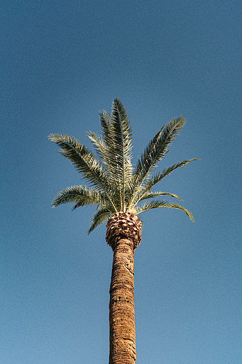Nature, Sky, Top, Wood, Tree, Palm, Tropics HD phone wallpaper