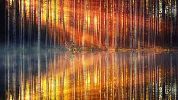Sunlight, sunbeams, tree, autumn, lake, reflections HD wallpaper