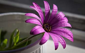 Plants, Flowers, Violet HD wallpaper