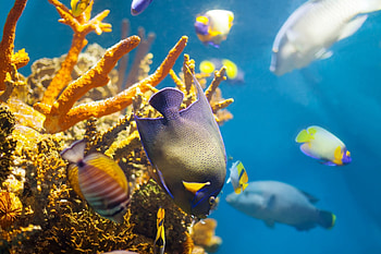 Beautiful Coral and Fish, Underwater, Sea, Fish, Nature, Coral Reefs HD wallpaper