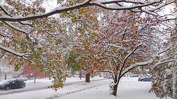 Soft snow on trees, winter, urban, graphy, car, trees, , nature, road HD wallpaper