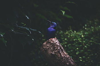 Dark, Bird, Foliage, Kingfisher HD wallpaper