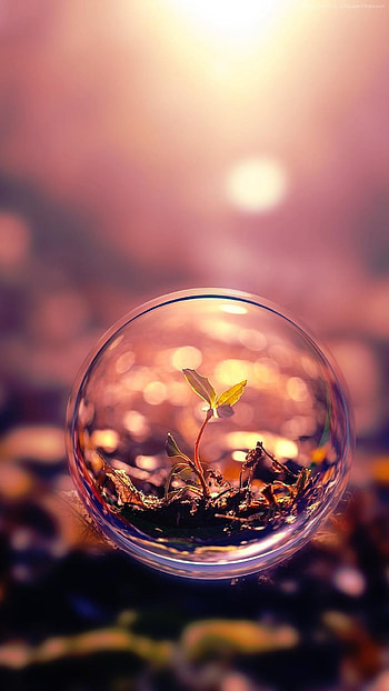 sfera 7 sphere background sunset transparent plant HD phone wallpaper