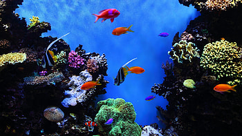 ultra fish, Fish backgrounds, Vibrant marine life, Aquatic beauty HD wallpaper