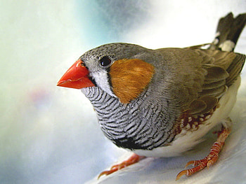 finch, cute, bird, tiny HD wallpaper