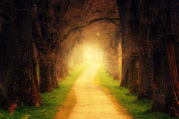 Nature, Forest, Path, Sunlight HD wallpaper