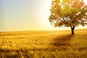 Field, autumn, nature, tree HD wallpaper