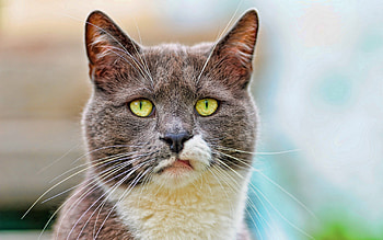 Animals, Cat, Muzzle, Spotted, Spotty, Dissatisfied, Discontented HD wallpaper