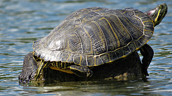 Convenient Post, Animal, turtle HD wallpaper