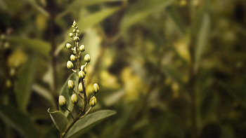 Background, Flower, Plant, Macro, Petals HD wallpaper