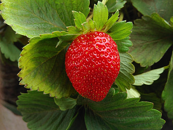 Food, Strawberry, Berry, Fruit, Ripe, Fetus HD wallpaper
