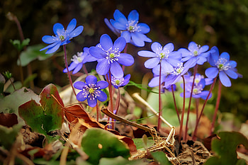 Spring, blue, wild flowers, leaves HD wallpaper