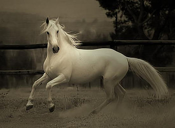 Beauty In Motion, spanish, andalusian, horses, white HD wallpaper