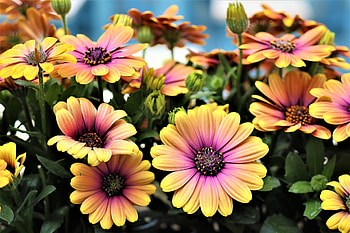 African daisies, nature, flowers, spring, daisies HD wallpaper