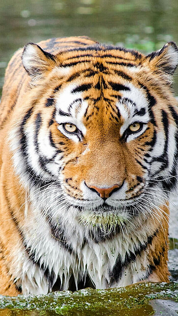 Tiger , Tiger In The River HD phone wallpaper