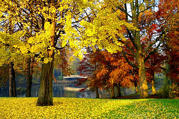 Autumn in the park, colorful, serenity, nice, reflection, autumn, water, pond, fall, beautiful, country, lake, park, falling, leaves, green, yellow, red, branches, nature, lovely, calmness, foliage HD wallpaper