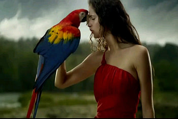 beauty, gentle, chill, parrot HD wallpaper
