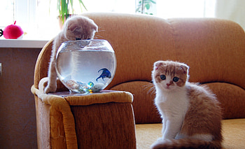 Cats, sweet, pretty, animals HD wallpaper
